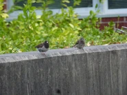 Adult with immature.