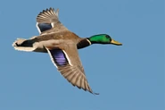 Male in flight.