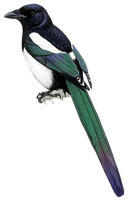 Eurasian Magpie | Birds Wiki | Fandom