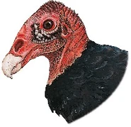 Eastern Turkey Vulture (Cathartes aura septentrionalis)