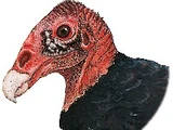 Turkey Vulture
