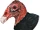 Turkey Vulture