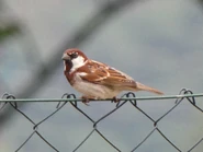 Male with brown bib - an uncommon mutation.