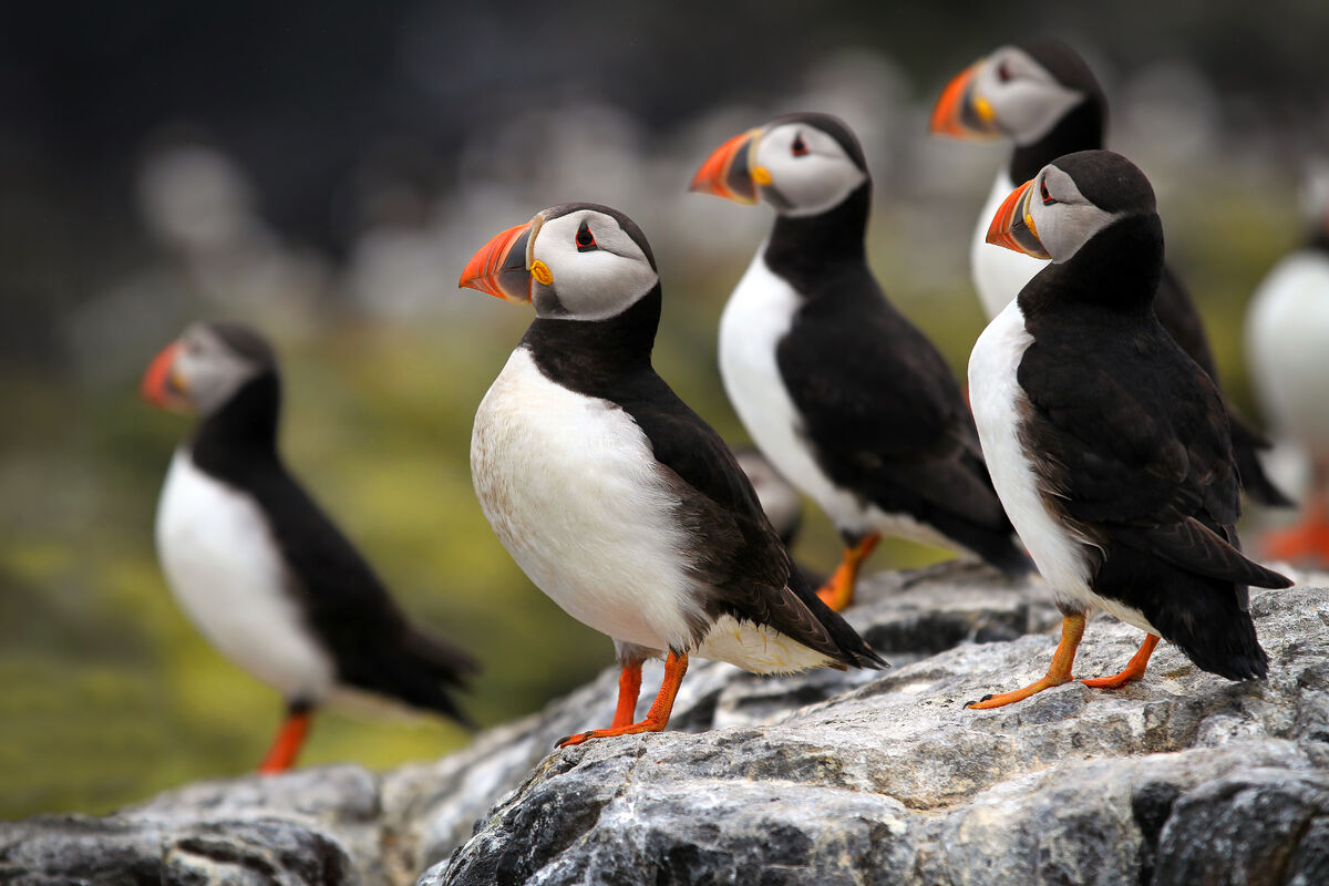 Puffin, Seabird, Atlantic, Atlantic Ocean