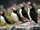 Atlantic Puffin