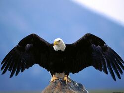 Bald eagle - Wikipedia