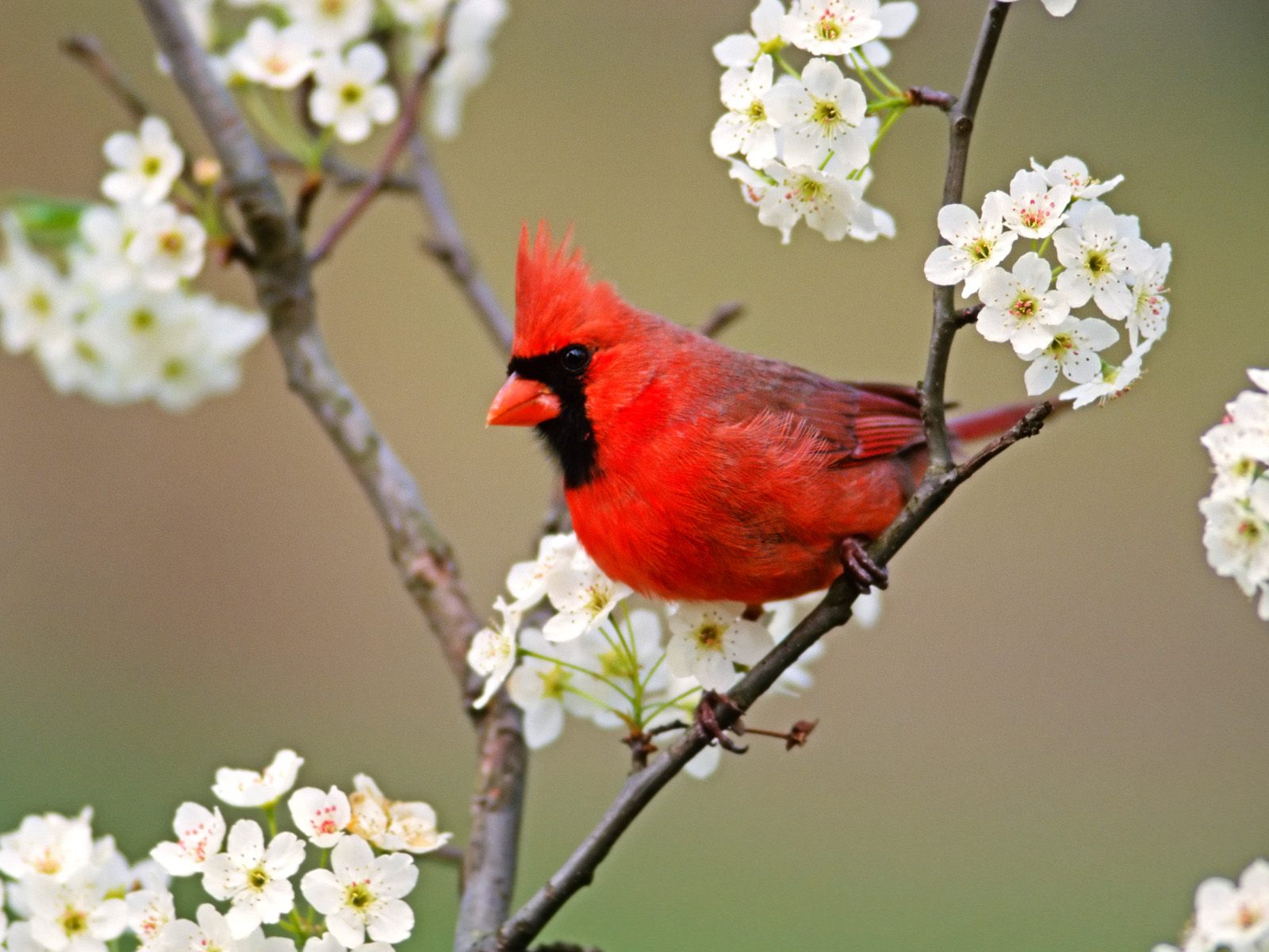 Northern cardinal - Wikipedia