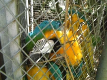 captive Blue-and-Gold Macaws.