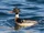 Red-breasted Merganser