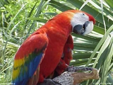 Scarlet Macaw