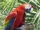 Scarlet Macaw