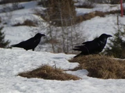 Raven pair