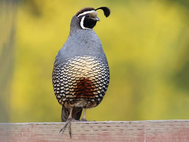 California quail feathers - Stock Art NZ - Photos and Images for Sale
