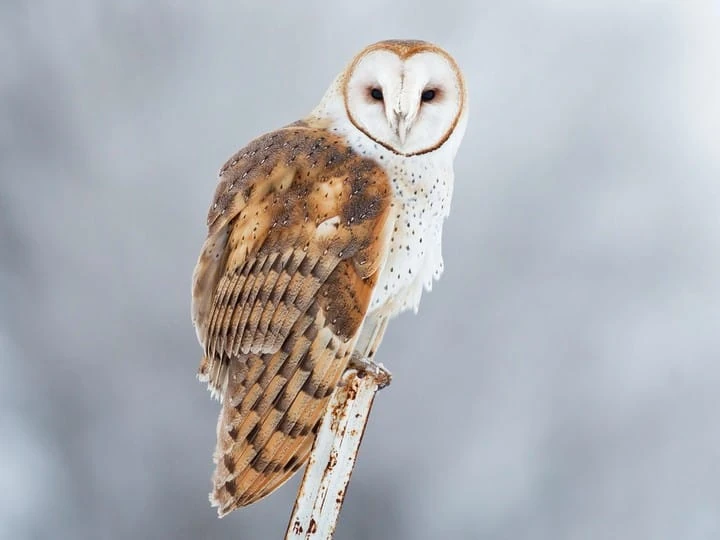 Barn Owl | Birds Wiki | Fandom