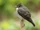 Olive-sided Flycatcher