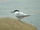 Roseate Tern