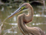 Closer Look (6193180285).jpg (606 KB) Juvenile.