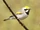 Golden-winged Warbler