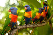 Rainbow Lorikeets