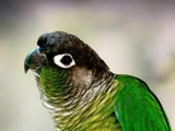 Green-cheeked Parakeet