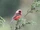 Pink-headed Warbler