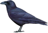 Kamchatkan Raven (Corvus corax kamtschaticus)