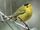 Wilson's Warbler