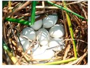 Nest with eggs