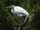 Adult Great Egret.jpg