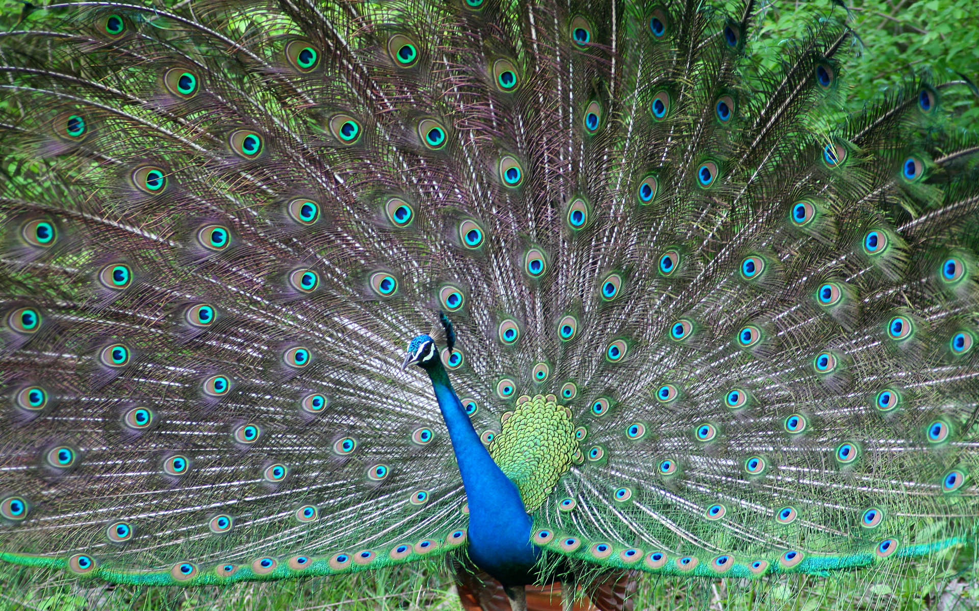 Indian Peafowl Birds Wiki Fandom