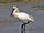 Eurasian Spoonbill