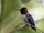 Bee Hummingbird