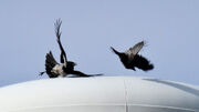 Hooded crow-jackdaw