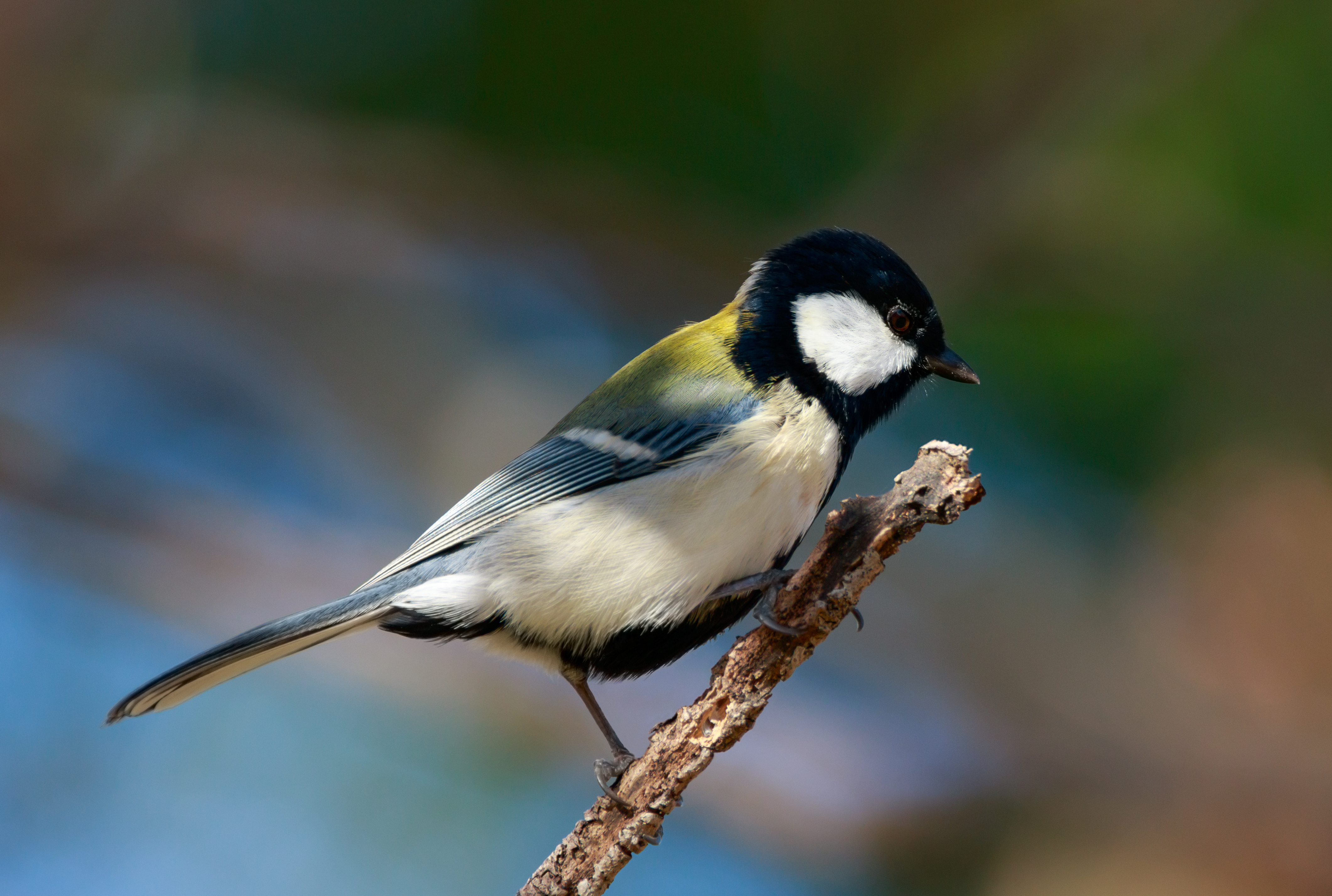 Diagnosing bird chirping sound in car