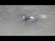 White-throated_dipper_diving