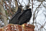 Pair of Black Vultures