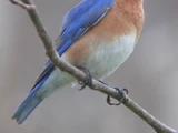 Eastern Bluebird
