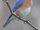 Eastern Bluebird