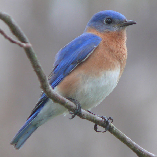 Eastern bluebird - Wikipedia