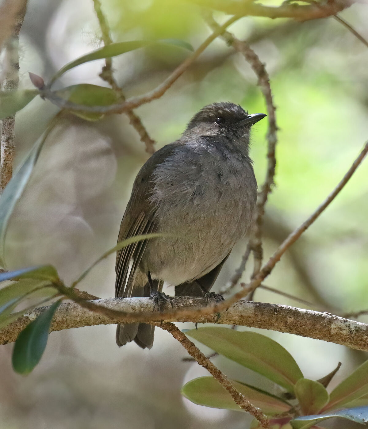 Thrush (bird) - Wikipedia