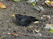 Blackbird 2017.jpg (1.99 MB) Male looking for prey on the muddy ground.