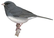 Slate-Colored Junco (Junco hyemalis hyemalis) male