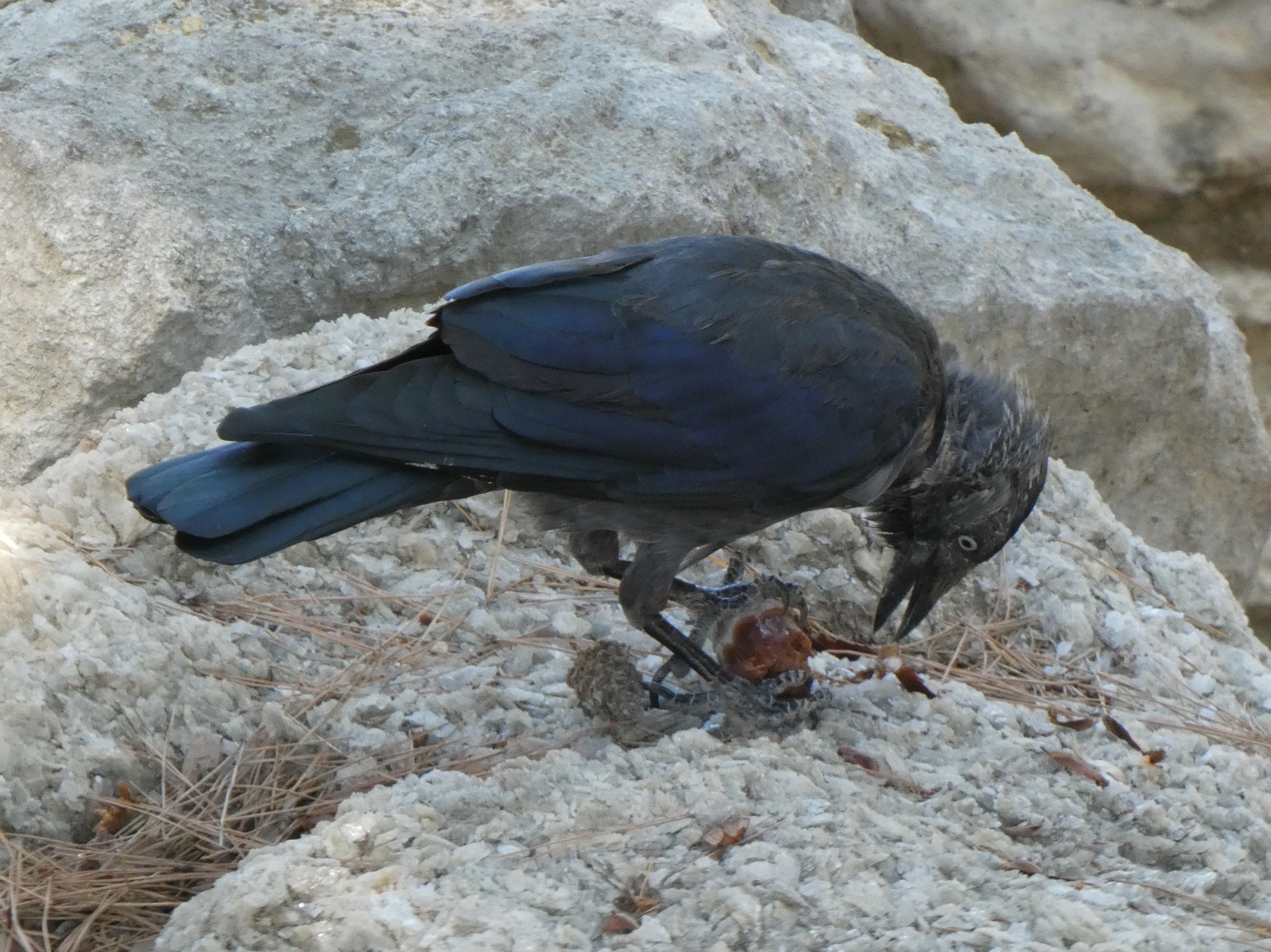 Rooks are highly gregarious birds and are generally seen in flocks of  various sizes. Males and females pair-bond for life and pairs stay together  within flocks. In the evening, the birds often