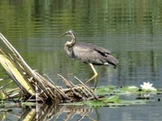 The neck is often held in this "S" shape.