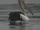 Australian Pelican