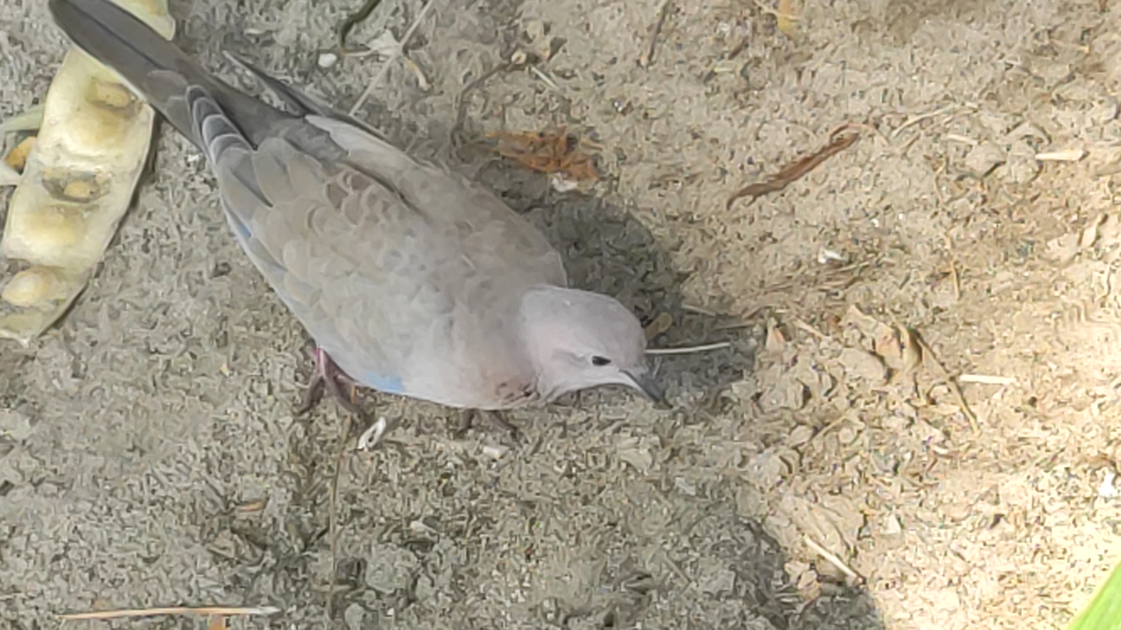 Laughing dove - Wikipedia