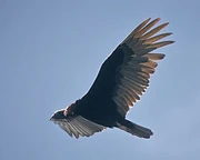 Turkey Vulture in flight.