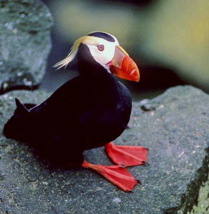 Horned Puffin  Audubon Field Guide