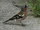 Common Chaffinch