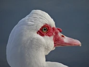Portrait of a female.